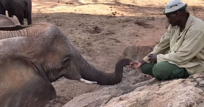 Elefanta rescatada emerge naturaleza visitar hombre crio