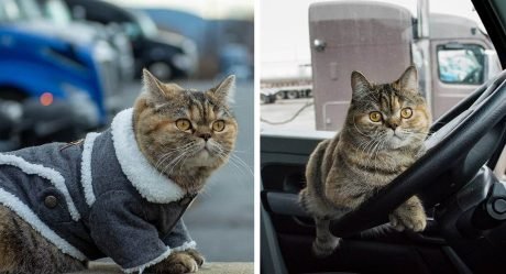 Gata exploradora ha visitado casi todo Estados Unidos con su papá en un camión