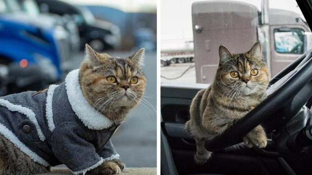 Gata exploradora ha visitado casi todo Estados Unidos con su papá en un camión