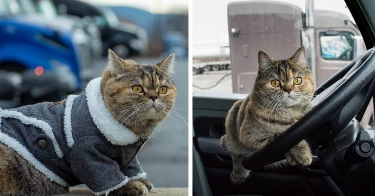 Gata exploradora ha visitado casi todo Estados Unidos con su papá en un camión