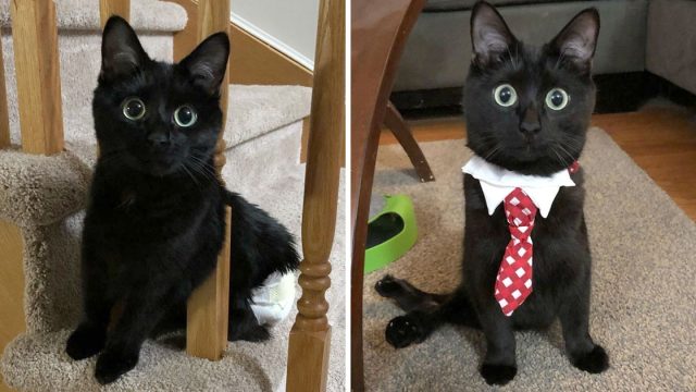 Gatito hermosos ojos encuentra hogar perfecto