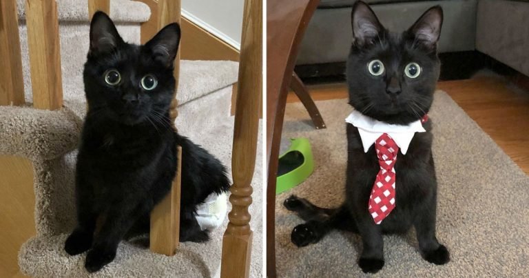 Gatito hermosos ojos encuentra hogar perfecto
