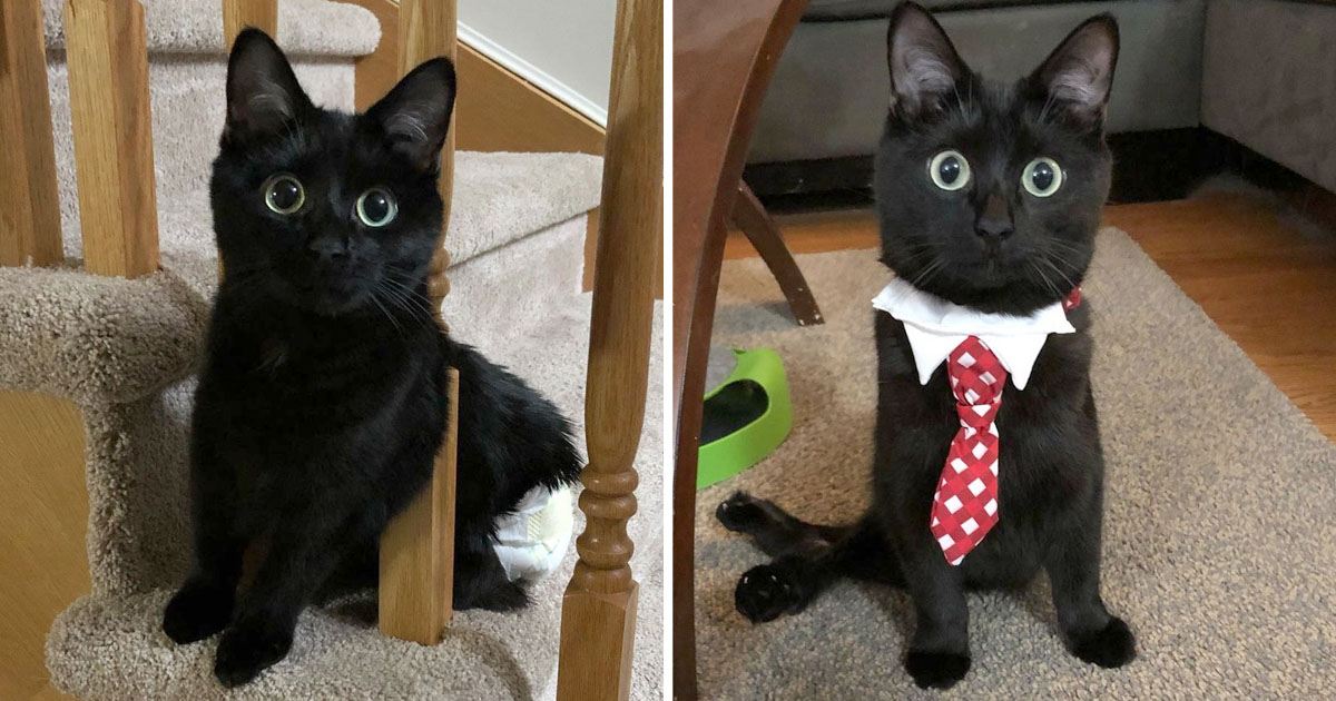 Gatito hermosos ojos encuentra hogar perfecto