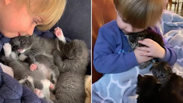 Gatitos encuentran al pequeño cuidador