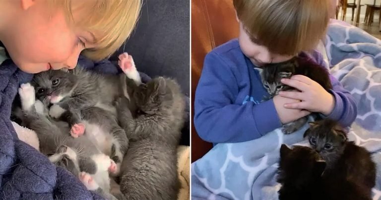 Gatitos encuentran al pequeño cuidador