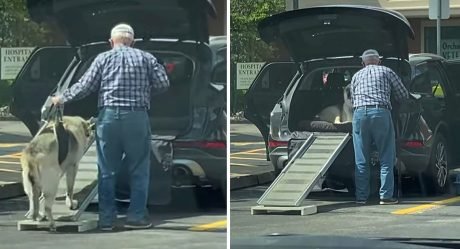 Hombre construye una rampa para ayudar a su perro mayor a subir al auto