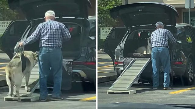 Hombre construye una rampa para ayudar a su perro mayor a subir al auto