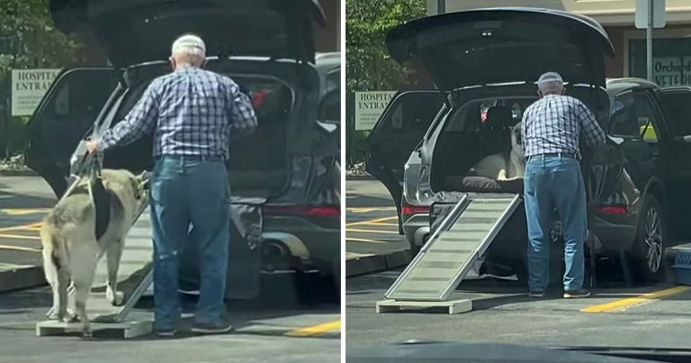 Hombre construye una rampa para ayudar a su perro mayor a subir al auto