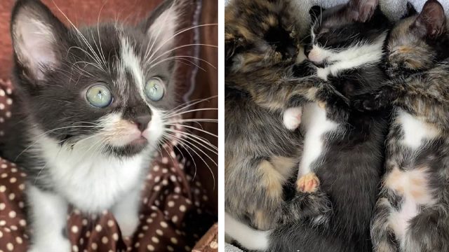Los chillidos de un gatito alertaron a una familia para que lo encontraran junto a sus hermanos