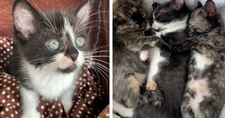 Los chillidos de un gatito alertaron a una familia para que lo encontraran junto a sus hermanos
