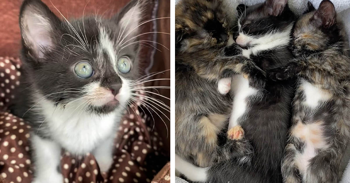 Los chillidos de un gatito alertaron a una familia para que lo encontraran junto a sus hermanos