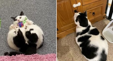 Mujer pone candados en la nevera y armarios para evitar que su gato gordito robe comida