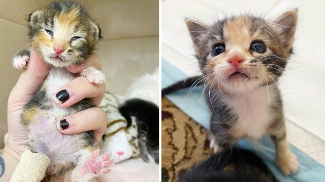Pequeña gatita con tres patas se recupera y persevera después ser encontrada