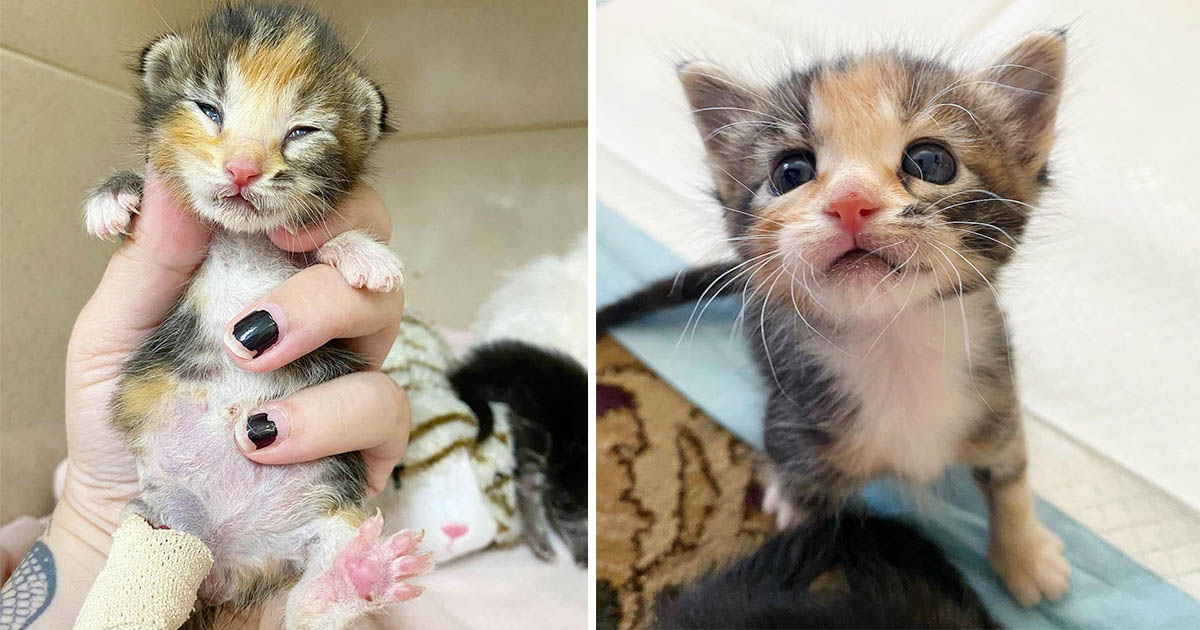 Pequeña gatita con tres patas se recupera y persevera después ser encontrada