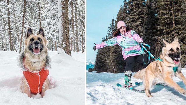 Perrita esquiadora le encanta ir a la montaña con mamá