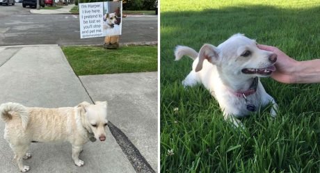 Perrita finge estar perdida para que la gente se detenga y le dé cariño
