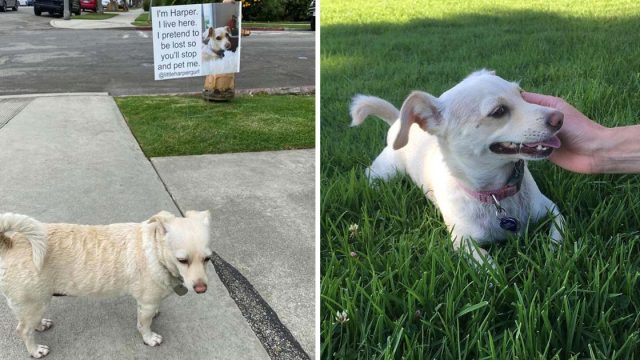 Perrita finge estar perdida gente detenga caricias