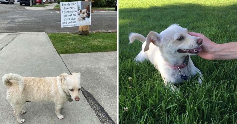 Perrita finge estar perdida gente detenga caricias