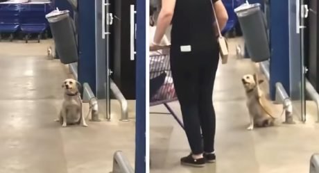 Perrita saluda a los compradores que visitan un supermercado en Brasil