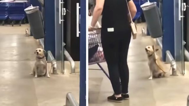 Perrito saluda a los compradores que visitan un supermercado en Brasil