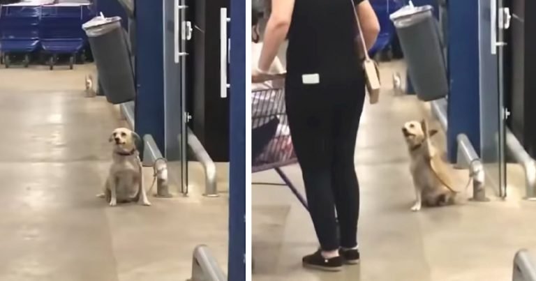 Perrito saluda a los compradores que visitan un supermercado en Brasil