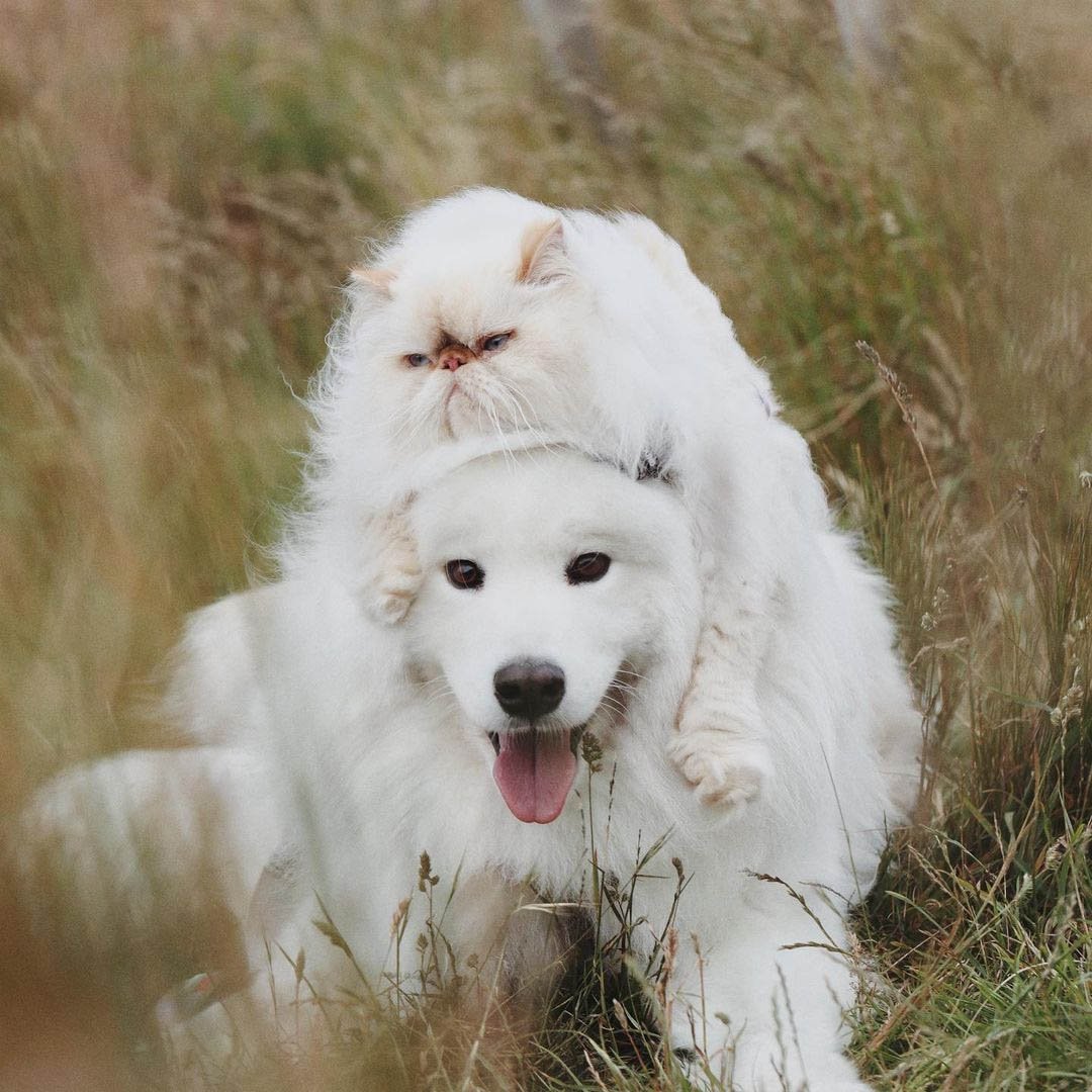 Perro sonriente y hermanito