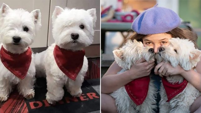 Perritos gemelos rescatados viven la mejor vida