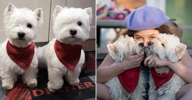 Perritos gemelos rescatados viven la mejor vida
