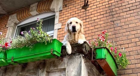 Esta ‘perrita del balcón’ se convirtió en una atracción local para los turistas