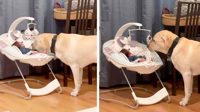 Perro escucha al bebé llorar y no lo deja hasta calmarlo