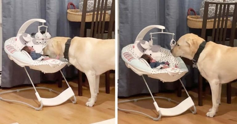 Perro escucha al bebé llorar y no lo deja hasta calmarlo