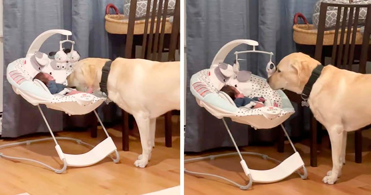 Perro escucha al bebé llorar y no lo deja hasta calmarlo