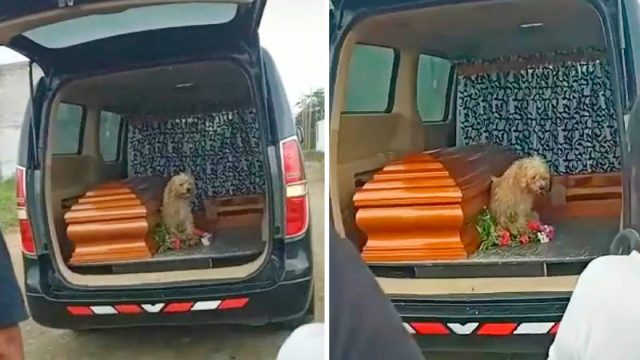 Perro fiel insiste en quedarse al lado de su madre hasta el final