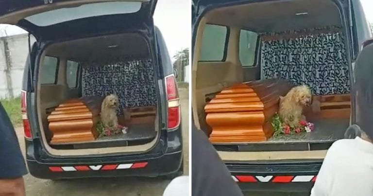 Perro fiel insiste en quedarse al lado de su madre hasta el final