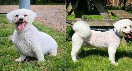 Perro gordito se transforma después de varias carreras de 5  km que lo ayudan a perder 4 kg