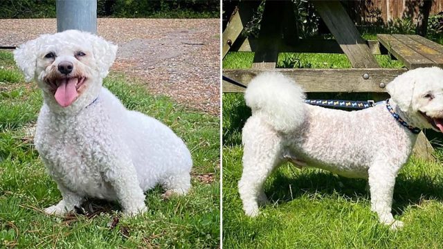 Perro gordito transforma después de varias carreras