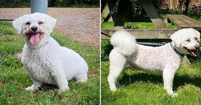 Perro gordito transforma después de varias carreras