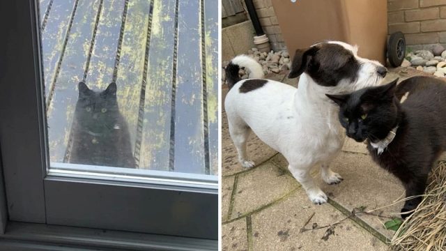 Perro mejor amigo gato busca jugar
