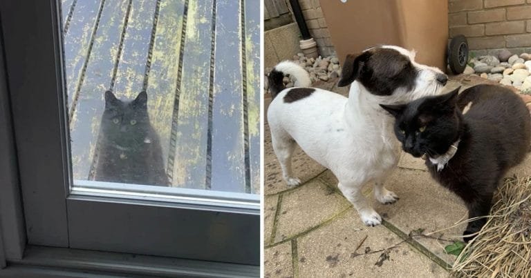 Perro mejor amigo gato busca jugar