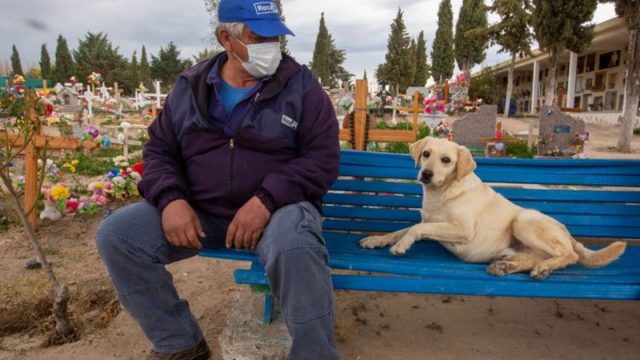 Perro que nunca dejó el cementerio