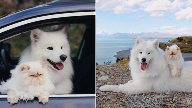Perro sonriente y su hermanito