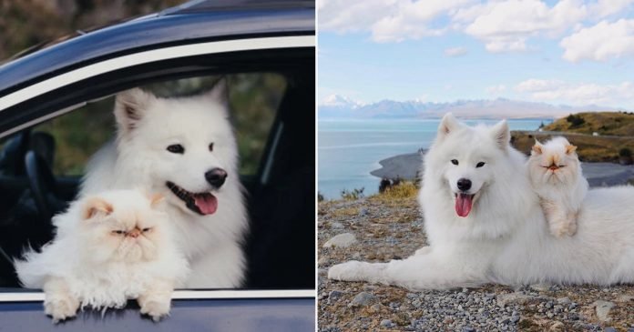 Perro sonriente y su hermanito