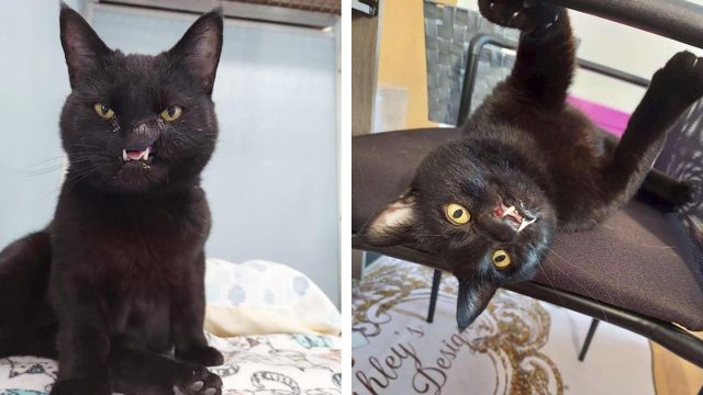 Trabajadora de un refugio ve a una gatita con rostro único y sabe que debe llevársela a casa