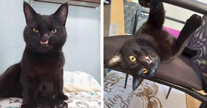 Trabajadora de un refugio ve a una gatita con rostro único y sabe que debe llevársela a casa