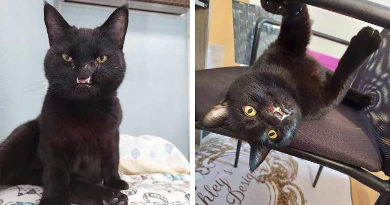 Trabajadora de un refugio ve a una gatita con rostro único y sabe que debe llevársela a casa