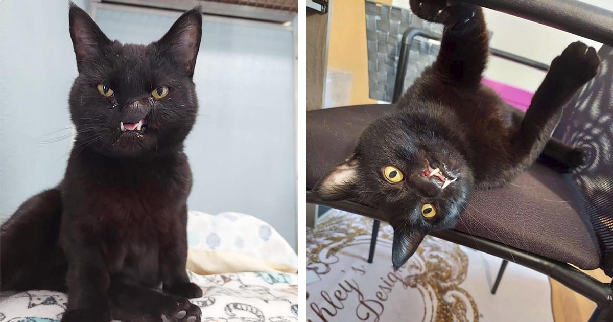 Trabajadora de un refugio ve a una gatita con rostro único y sabe que debe llevársela a casa