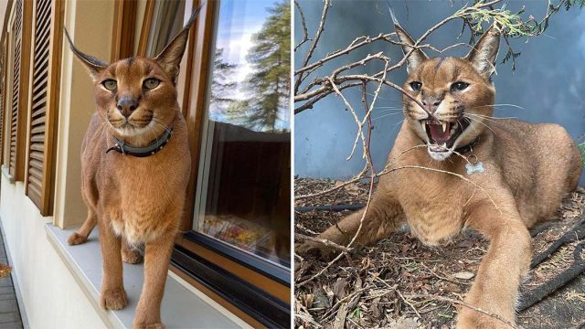 Este amoroso gato salvaje domesticado