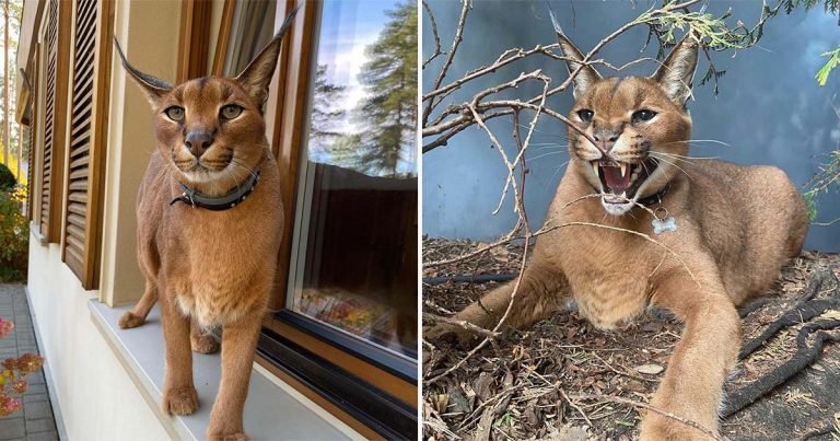 Este amoroso gato salvaje domesticado