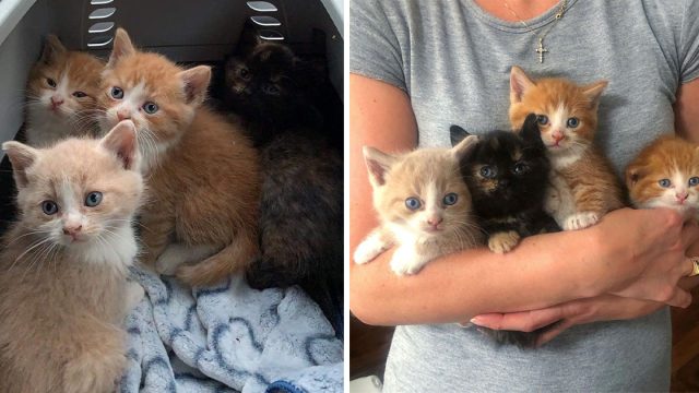Gatitos encuentran ayuda antes de que sea demasiado tarde y no se alejan el uno del otro