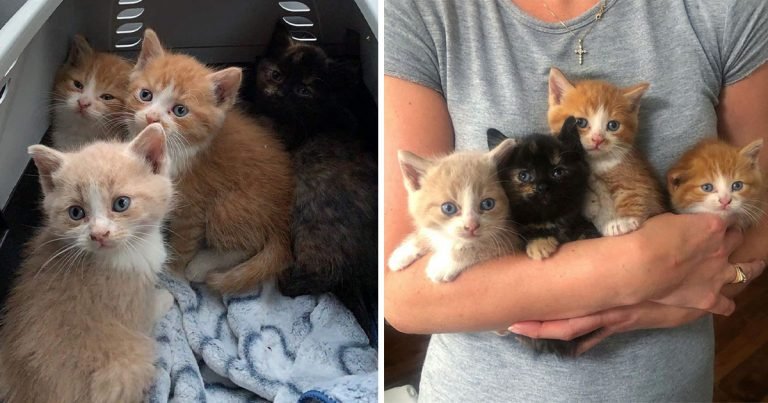 Gatitos encuentran ayuda antes de que sea demasiado tarde y no se alejan el uno del otro
